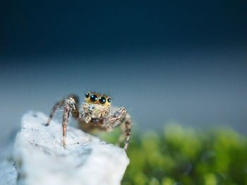 Close-up of spider