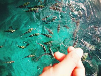 Cropped hand over fishes swimming in pond