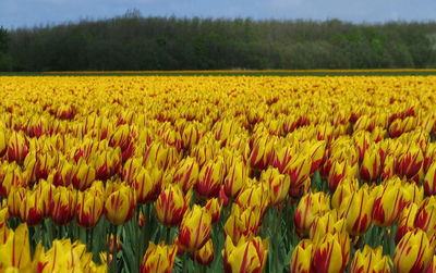 Scenic view of yellow flowers growing in field