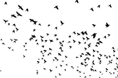 Low angle view of birds flying in the sky