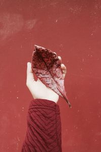 Close-up of woman holding maple leaf against wall