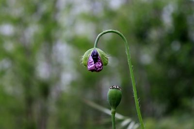 Close-up of purple flower on plant