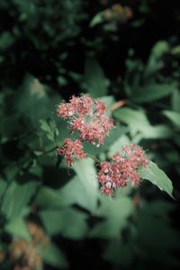 Close-up of flowering plant