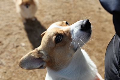 Close-up of a dog