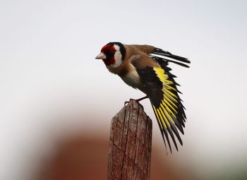 Low angle view of birds in flight