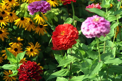 Close-up of pink flowering plants