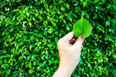 Cropped image of person holding leaves