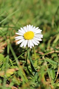 Close-up of white daisy flower on field