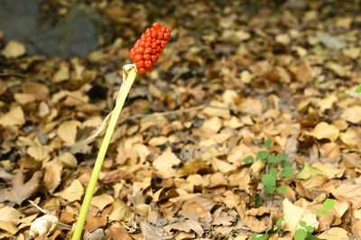 Close-up of red flower on field