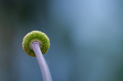 Close-up of flower bud