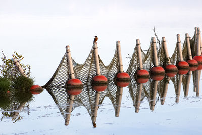 A common kingfisher perched on the nets in the lake kerkini with reflections