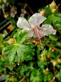 Close-up of flowers