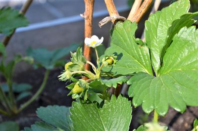 High angle view of flowering plant