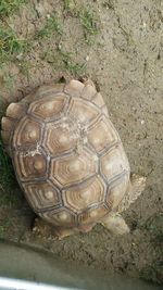 High angle view of a turtle