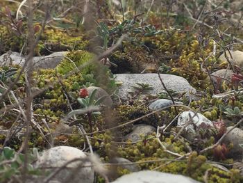 Plants growing on rocks