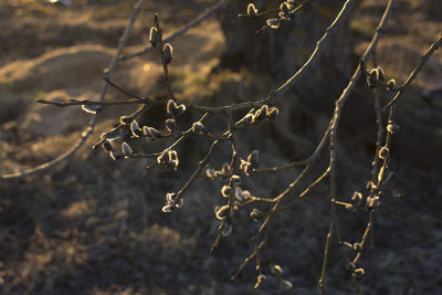 Close-up of dry plant on field