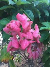 Close-up of wet pink flowers blooming outdoors