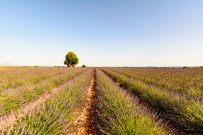 Scenic view of field against clear sky