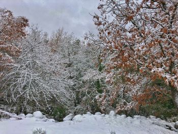 Snow covered trees against sky