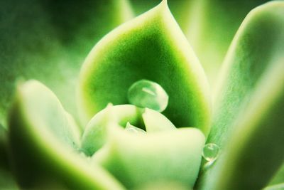 Close-up of green leaf