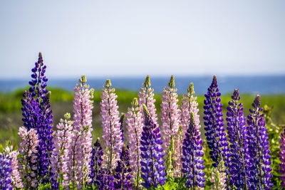 Close-up of purple flowering plants on field against sky