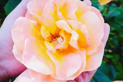 Close-up of bee on pink flower
