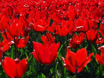 Full frame shot of red tulips