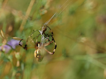 Garden spider, argiope trifasciata, hunting a butterfly, near almansa, spain.