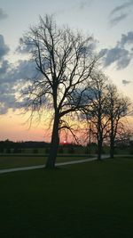 Bare trees on field at sunset