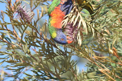 Close-up of parrot perching on branch