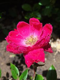 Close-up of wet pink flower blooming outdoors