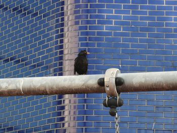 Two birds perching on metal against wall