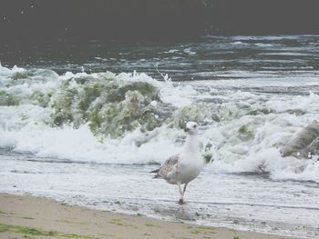 Bird in water