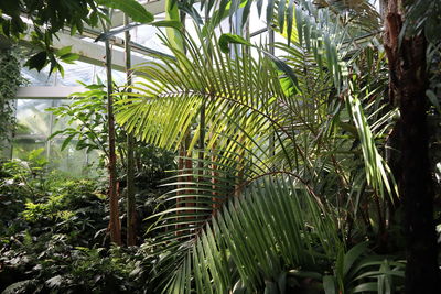 Close-up of palm trees in forest