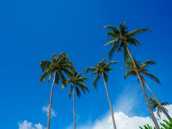 Low angle view of coconut palm tree against blue sky