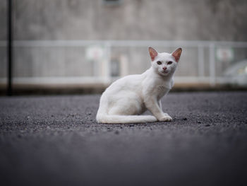 Cat on floor