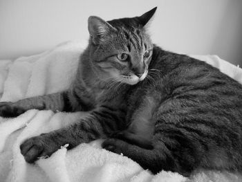 Close-up of a cat resting on bed