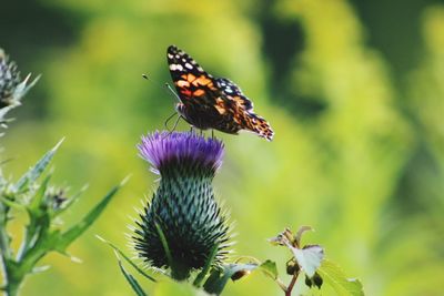 Close-up of butterfly on purple flower