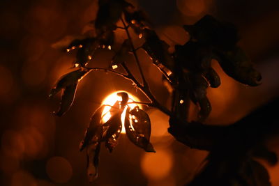Close-up of wilted flower at night