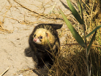 High angle view of ferret on field