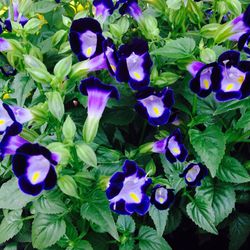 Close-up of purple flowers