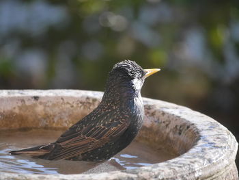 Close-up of bird perching on retaining wall