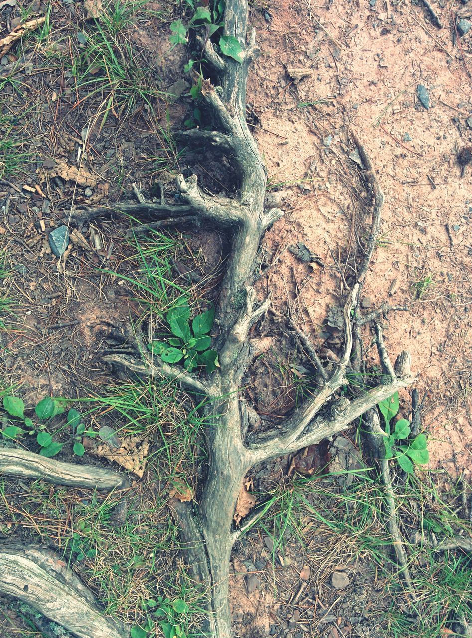 plant, growth, high angle view, nature, grass, green color, field, sunlight, outdoors, day, leaf, beauty in nature, close-up, no people, sand, one animal, reptile, growing, tranquility, rock - object