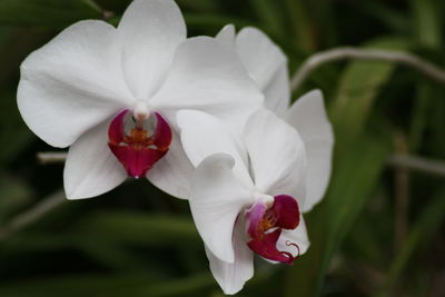 Close-up of pink flowers