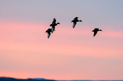 Low angle view of birds flying against sky during sunset