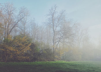 tree