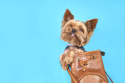 Close-up of a dog against blue background