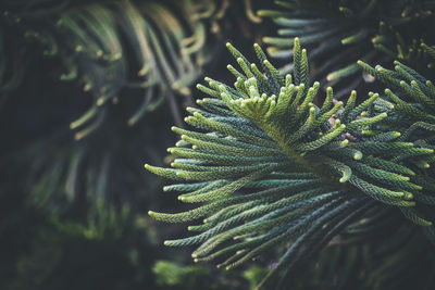 Close-up of pine tree