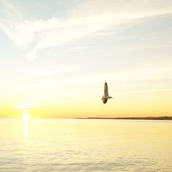 Bird flying over sea against sky during sunset