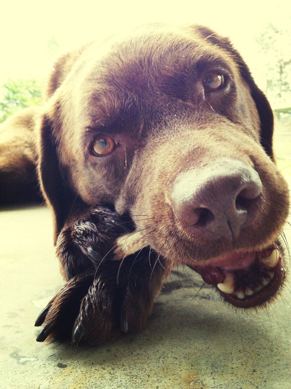 dog, pets, animal themes, one animal, domestic animals, mammal, portrait, looking at camera, close-up, animal head, black color, relaxation, focus on foreground, lying down, resting, no people, day, canine, animal body part